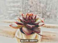 义乌市晚亭电子商务商行